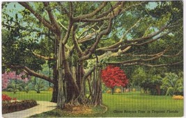 Postcard Giant Banyan Tree In Tropical Florida B - $2.96