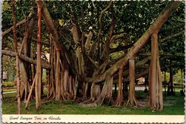 Giant Banyan Tree in Florida Postcard PC147 - £3.92 GBP