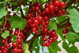Redcurrant seeds red currant (Ribes rubrum) - $137.42 MXN+