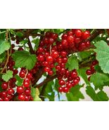 Redcurrant seeds red currant (Ribes rubrum) - $135.37 MXN+