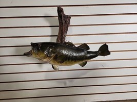 F12 Largemouth Bass 22&quot; Fish Taxidermy - $163.35