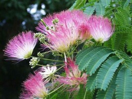 Septh 1 Silk Mimosa Tree 6&quot;&quot; Fragrant Pink Flowers Albizia Sapling Starter Live - £28.02 GBP