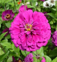 Zinnia Dark Violet Songbirds Butterflies Hummingbirds Bees 100 Seeds Gardening U - $10.96