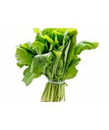 300 seeds Couve Nabiça Portuguese Rape Kale, Chou à faucher, Schnittkohl - £0.90 GBP