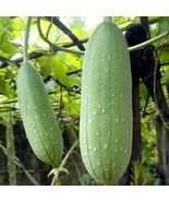 110 Seeds Luffa Sponge Gourd Seeds Loofah Sponge NON-GMO USA-SELLER - $84.81 MXN