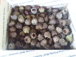 Sawtooth Oak Acorn Caps. Many hundreds included in package. Direct from our farm - £23.55 GBP