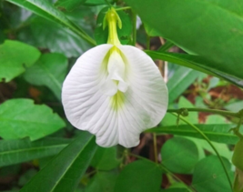 10 Pc Seeds White Clitoria Flower Plant, Butterfly Pea Seeds for Planting | RK - £14.59 GBP