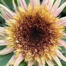 New Fresh USA Seller 20 Sunflower Astra Rose Cream Seeds - $13.30