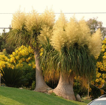 Semilir 2&quot;&quot; Pot Beaucarnea Recurvata, ElephantFoot Ponytail Palm CaudexB... - £26.26 GBP