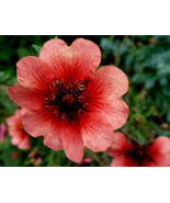 Potentilla, &#39;Melton Fire&#39;, 20 Seeds Garden Usa Shipping - £7.72 GBP