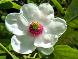 Thjar 10 Oyama Magnolia Tree White Pink Flower Pink Pod Sieboldii Siebolds Shrub - $6.99