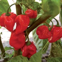 USA Seller Caribbean Red Habanero Hot Pepper Garden Seeds Garden Seed Open Polli - $15.00