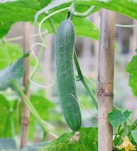 HT Tendergreen Burpless Cucumber Seeds Nongmo Heirloom Variety Seeds Gar... - $9.94