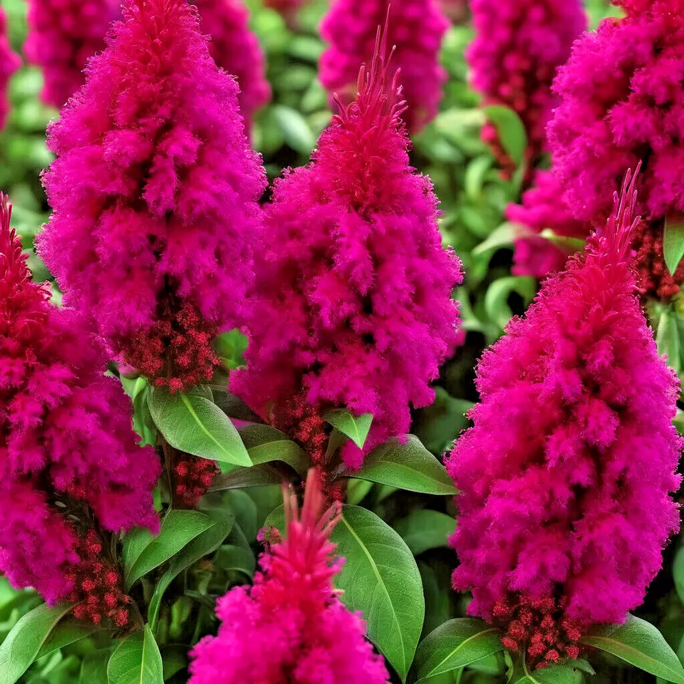 MBK 150 Seeds Celosia Magenta Fire Cockscomb Flowers - $9.90