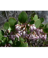 Arctostaphyllos Patula Manzanita Exotic Seeds New Fast Shipping - $17.96