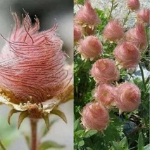 55 Seeds Geium Praire Smoke Cherry Drop Resistant Perenial Flower - £6.24 GBP