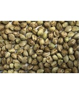 Myoga Ginger, 50 Seeds D - $16.35