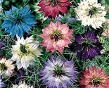 Love In A Mist Nigella Seeds 300 Seeds Non-Gmo Fast Shipping - $7.99