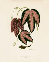 13424.Wall Decor Poster.Room Interior art design.Rare plant leaf.Passion Vine - £12.79 GBP+