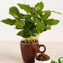 Coffee (Coffea) live tropical fruit tree 12&quot;-18&quot; - £47.90 GBP