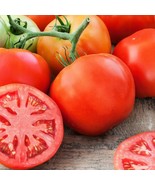 LD 100 Giant Tomato Seeds Indeterminate Non-Gmo Fast Growing - $12.82