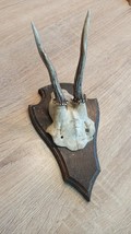 vintage Real  Skull with Horns, white bone, animal skull. Original 1970-... - $35.64