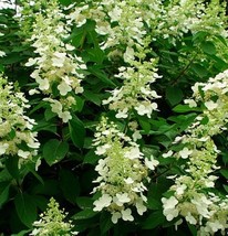 Starter Plant - Hydrangea Paniculata - £18.06 GBP