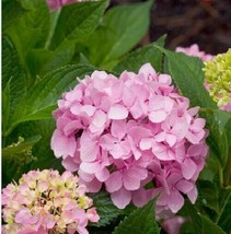 5 Moonlight Hydrangea Seeds Perennial Flowers Flower Garden Seed 1438 From US - £8.62 GBP