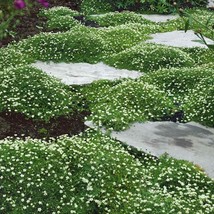 Irish Moss Ornamental Groundcover (Sagina Subulata) Seeds USA SELLER - $15.82