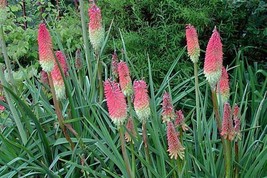 Kniphofia uvaria Red Hot Poker Torch Lily Tritoma 10 Seeds - £13.79 GBP
