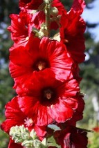 25 pcs Bright Red Hollyhock Seed Perennial Flower Seed Flowers - $13.32