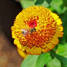 100 Mixed Colors Scabiosa Zinnia Elegans Red Pink Purple Yellow White Or... - $279.68 MXN