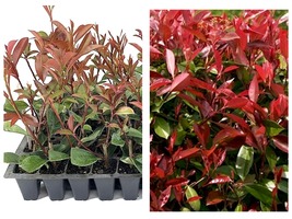 3 Plants Photinia Red Tip Live Plants Photinia x Fraseri Hardy Evergreen Shrub - £53.77 GBP