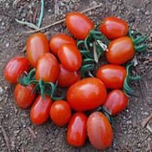 Jelly Bean Tomato (Red) Seeds (25+ Seeds)(More Heirloom, Organic, Non GMO, Veget - £3.66 GBP