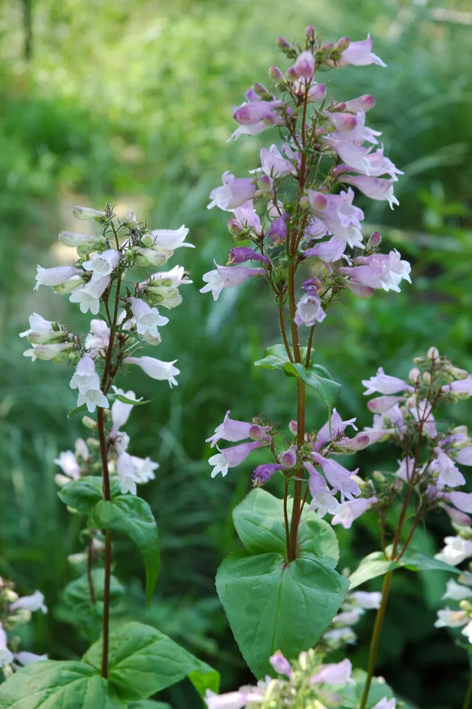 Easy - 30+ HAIRY BEARDTONGUE Seeds Native Wildflower Sun Shade - Bautifu... - $4.92