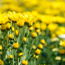 Beautiful Yellow Chrysanthemum Chrysanthemum Morifolium - 100 Seeds - £5.40 GBP