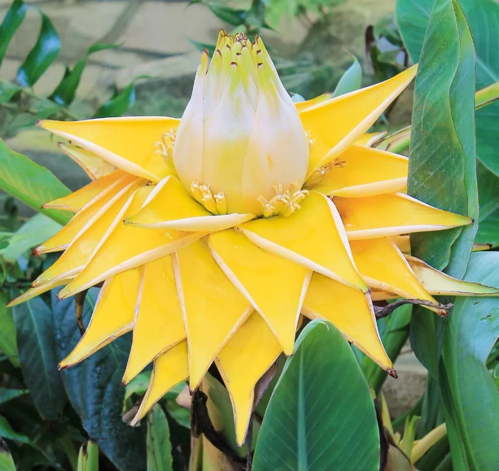 15+ Seeds Golden Lotus Banana  house plant  garden flowers - $7.52