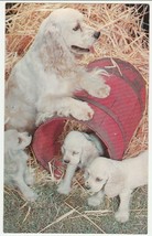 Vintage Postcard Cocker Spaniel Dog and Puppies Any More In the Barrel 1960&#39;s - £5.44 GBP