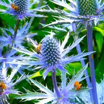 FRESH Sea Holly Seeds - Blue Thistle Eryngium Eryngo  - £4.63 GBP