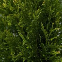 Green Giant Arborvitae - 6-12&#39;&#39; Tall in 2.5&#39;&#39; Pot, Fast-Growing Privacy Hedge - £24.61 GBP