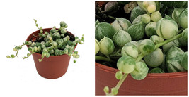 Frosted String of Pearls - Senecio - Easy to Grow Succulent - 2&quot; Pot - C2 - £49.39 GBP