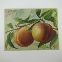 Victorian Trade Card LARGE Alden Fruit Vinegar Peaches AL Higley NY Antique 1883 - £23.52 GBP