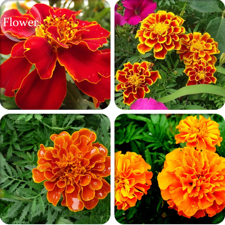 50 Heirloom Mixed French Marigold Seeds – Beautiful Annual Flowers  - $15.99