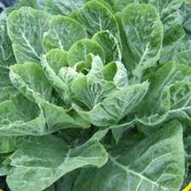 600+ Champion Collard Greens Vegetable Seeds #FST03 - £15.42 GBP