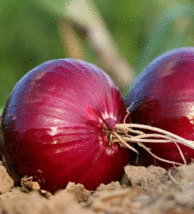 ONION, RED CREOLE, SHORT DAY, 250+ FRESH ORGANIC SEEDS, HEIRLOOM, OP, NO... - £4.30 GBP