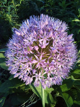 5 SEEDS ALLIUM HEIRLOOM SEEDS FOR INSTANT GARDEN MAKEOVER - £6.40 GBP