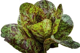 Lettuce Romaine Freckles Salad Greens 195 Seeds - $5.00