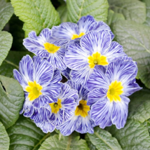 Mixed Zebra Evening Primrose Plants - 200 Seeds - £6.97 GBP