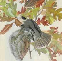 Canada Jay Bird 1946 Color Art Print John James Audubon Nature DWV2D - €29,98 EUR