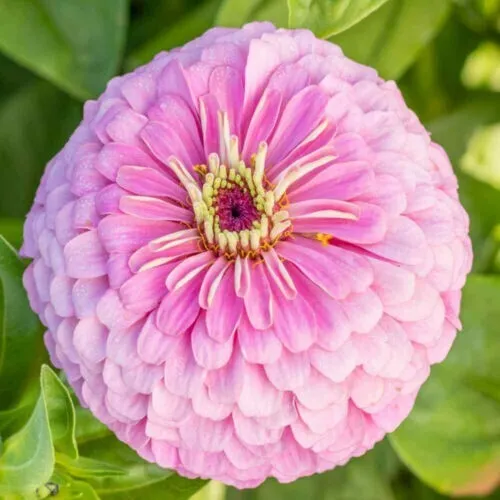 50 Seeds Zinnia Flowers Light Pink Color Garden - $7.98